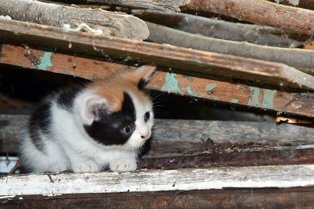 petit chaton moelleux caché dans la grange