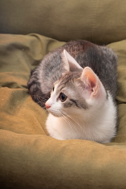 Un petit chaton moelleux avec une longue moustache, un portrait de près