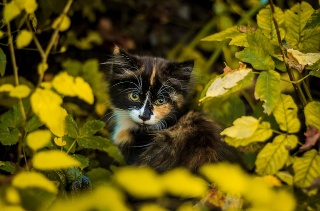 Petit chaton moelleux sans abri. chat moelleux petit animal