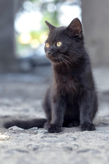 Petit chaton noir sur un arrière-plan flou