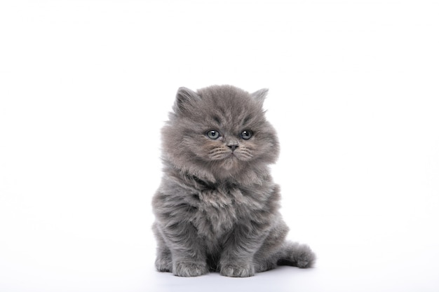 Petit chaton noir assis sur un blanc isolé