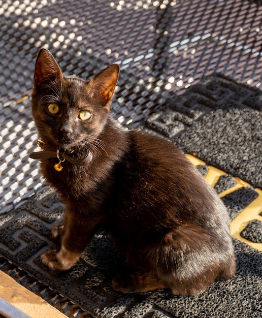 Un petit chaton noir assis devant la porte.