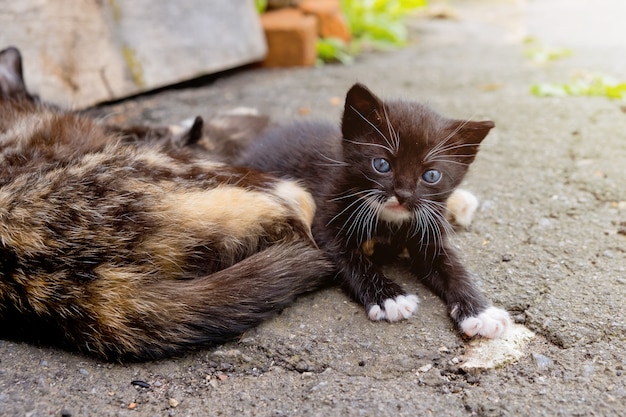 Petit chaton noir aux yeux bleus à l'extérieur.