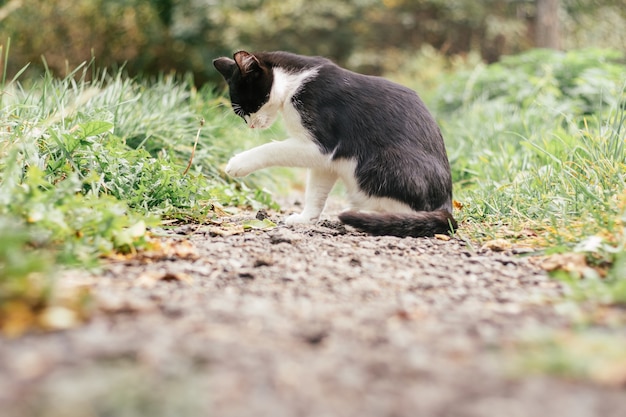 Petit chaton noir et blanc de 4 mois est assis sur le chemin et se lèche la patte, parmi l'herbe verte floue