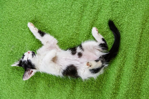 Petit chaton noir et blanc allongé sur un lit