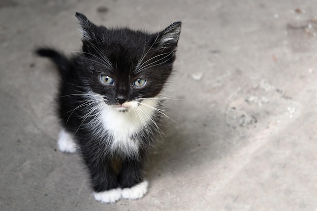 un petit chaton noir et blanc est assis dans la cour