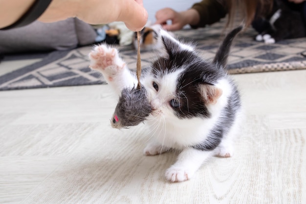 Petit chaton noir et blanc jouant avec la souris