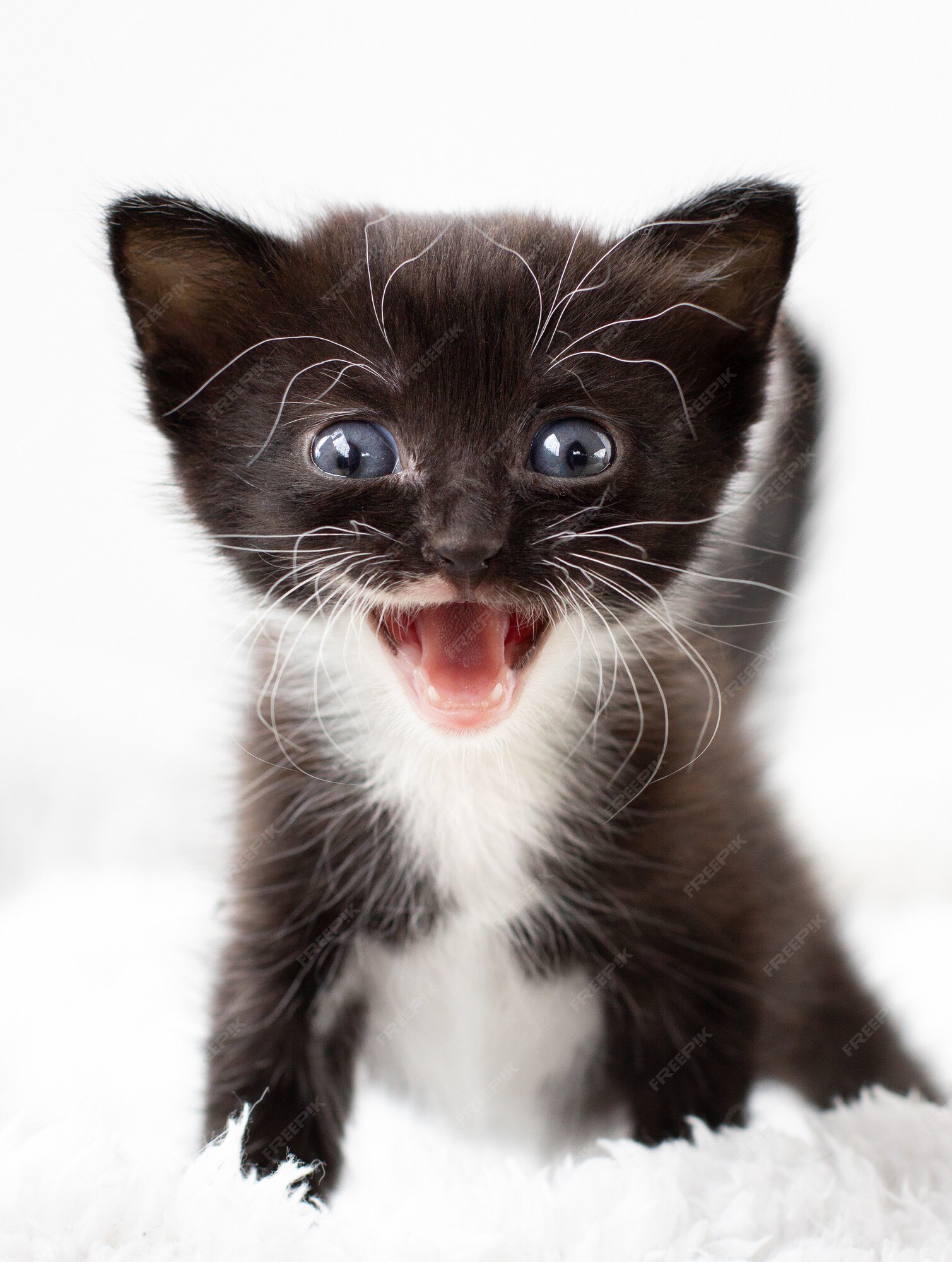 Petit Chaton Noir Et Blanc Photo Premium