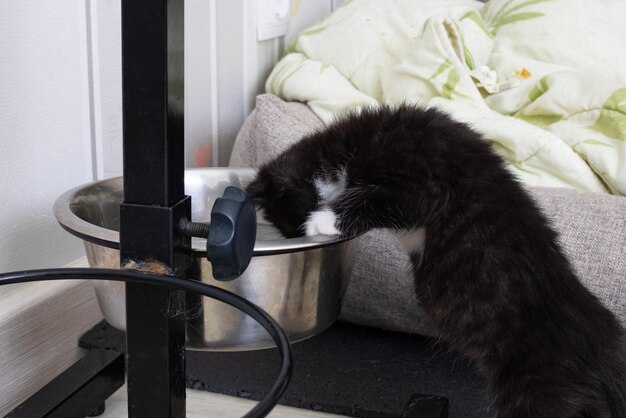 Le petit chaton noir boit l'eau d'un bol de chien