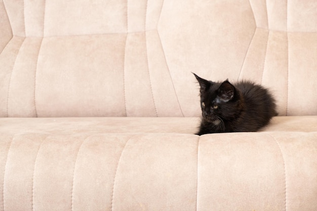 Petit chaton noir du Maine allongé sur un espace de canapé beige pour le texte