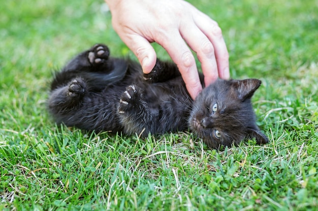 Petit chaton noir ronronne dans l'herbe Main caressant un chat Le concept de ferme pour animaux de compagnie