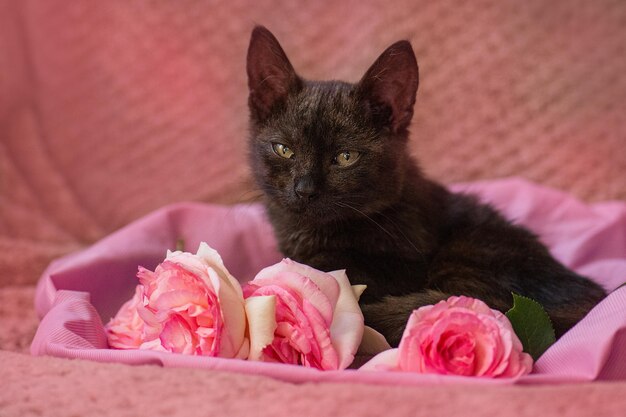 Petit chaton noir et roses roses sur un lit moelleux Chaton relaxant sur fond rose gris doux