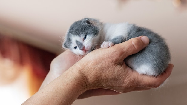 Petit chaton nouveau-né dans la main de la femme sur la fenêtre