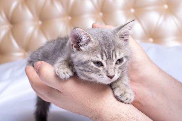 Un petit chaton nouveau-né se trouve entre les mains d'un homme en gros plan Une sieste confortable avec des animaux de compagnie Le propriétaire de l'animal et son animal de compagnie Le chaton moelleux à rayures grises se détend