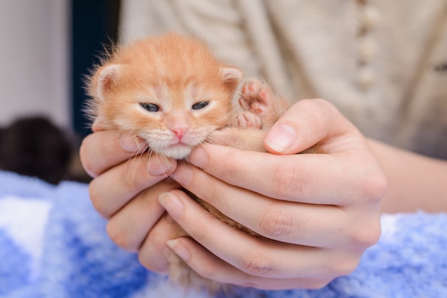 Le petit chaton orange dans ses mains