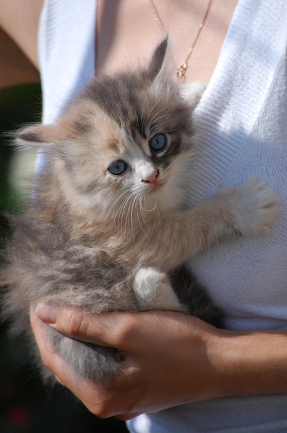 Petit chaton pelucheux dans les bras d'une fille