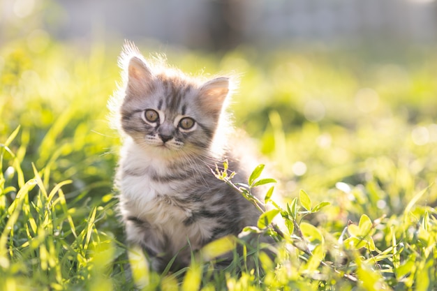 Petit chaton pelucheux dans l'herbe