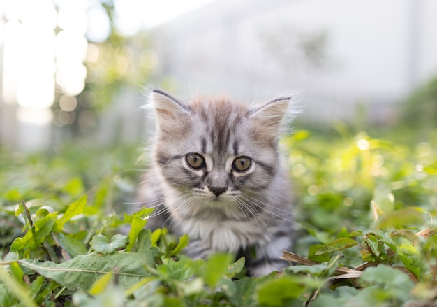 Petit chaton pelucheux dans l'herbe