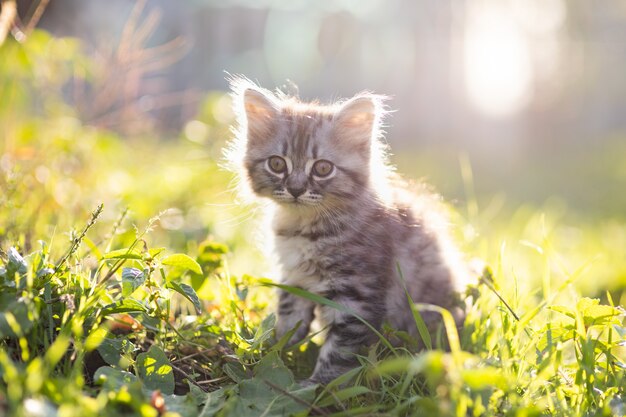 Petit chaton pelucheux dans l'herbe