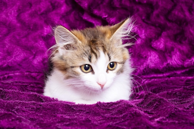 Un petit chaton pelucheux sur un fond violet