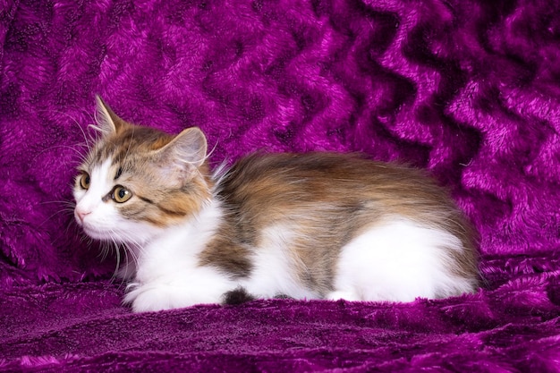 Un petit chaton pelucheux sur un fond violet