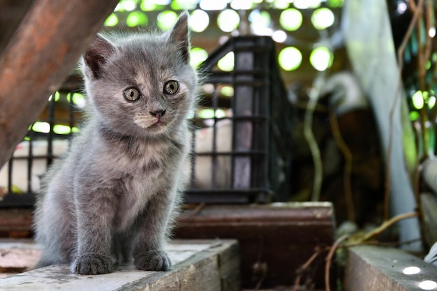 petit chaton pelucheux jouant dans la grange