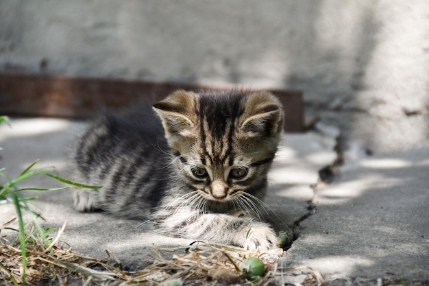 petit chaton pelucheux jouant dans le jardin