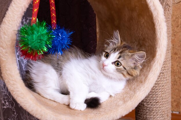 Un petit chaton pelucheux joue avec des jouets