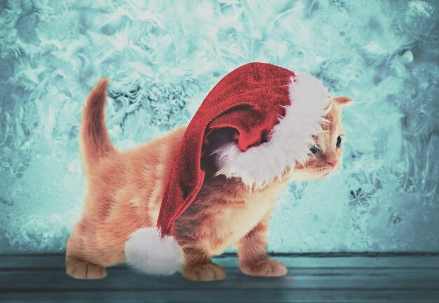 Petit chaton portant bonnet de Noel sur fond de Noël avec motif givré