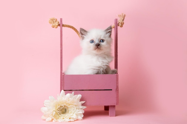 Un petit chaton de la race Neva dans un panier avec une fleur sur fond rose