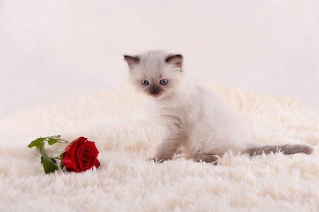 Petit chaton ragdoll aux yeux bleus en collier violet assis sur un fond beige avec rose