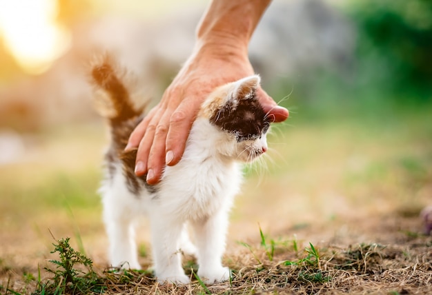 Petit chaton ravi en caressant