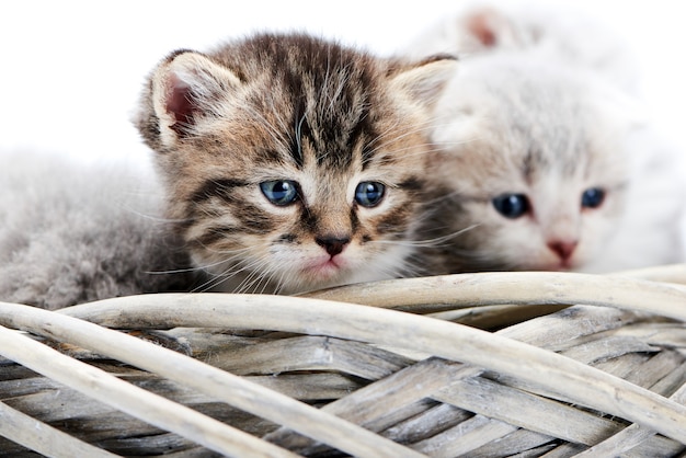 Photo petit chaton rayé aux yeux bleus rayé brun assis parmi les minous dans le panier tout en posant i