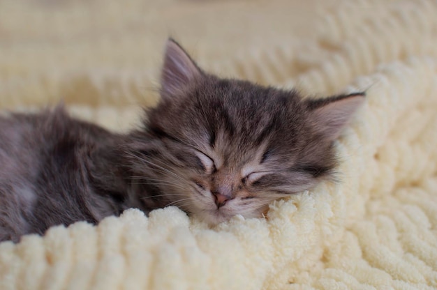 Le petit chaton rayé dort doucement sur une couverture tricotée. Le concept d'adorables petits animaux de compagnie. Détendez-vous avec les animaux.