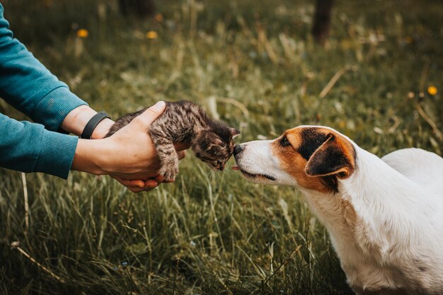 Photo le petit chaton rayé embrasse sa chienne protectrice qui le défend et le suit.