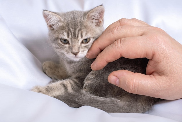 Petit chaton rayé gris dans les mains d'un homme allongé sur une couverture blanche Un chat heureux aime être caressé par un homme Un petit chaton curieux s'endort lorsqu'il est caressé