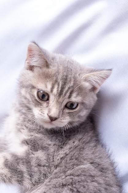 Un petit chaton rayé gris se trouve sur une couverture blanche Le chaton se repose après avoir joué Portrait d'un beau chat tigré gris Chatons mignons