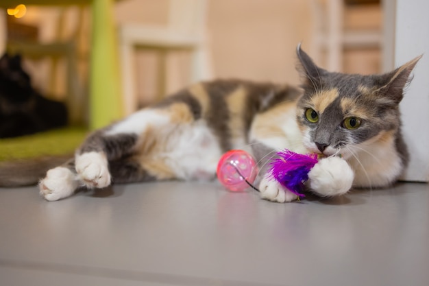 Un petit chaton rayé joue avec des balles en plastique. Animaux intéressants.