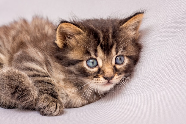 Petit chaton rayé avec un look ludique intéressant