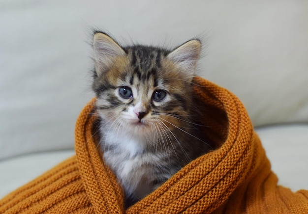 Photo le petit chaton rayé marron en écharpe tricotée