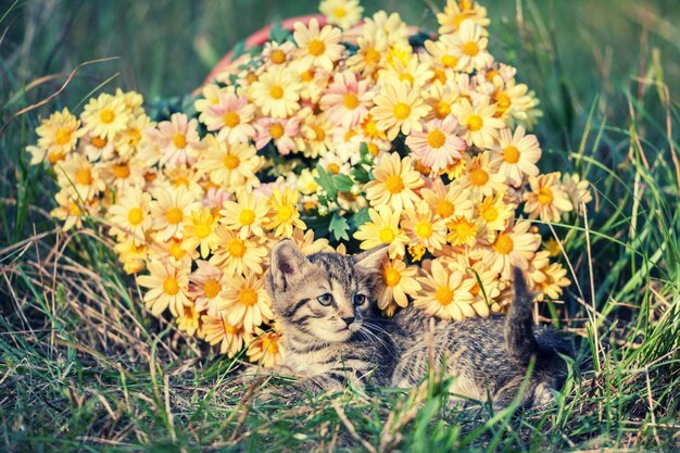 Petit chaton rayé sur la pelouse avec des fleurs
