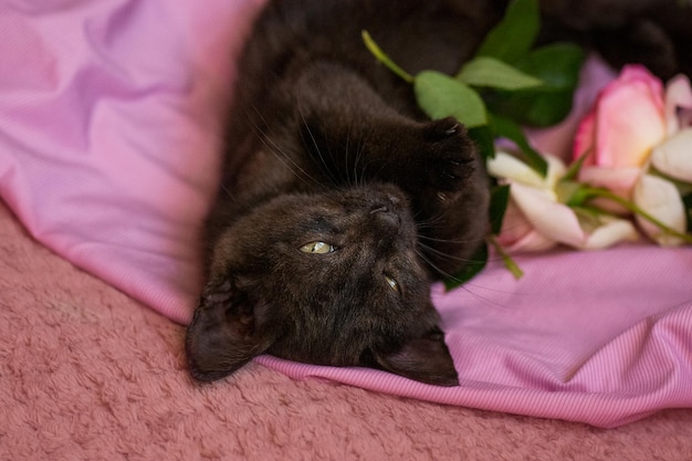 Petit chaton et roses roses sur un lit moelleux Chaton et roses roses sur le canapé