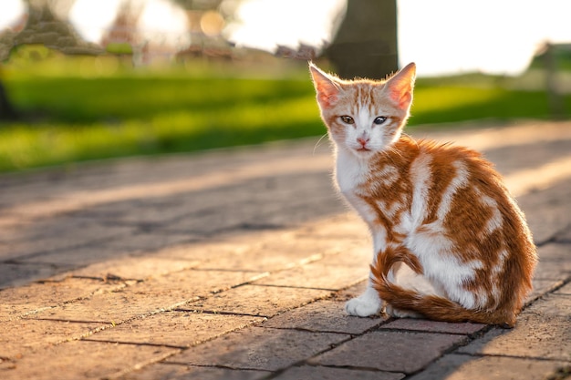 Petit chaton rouge blanc est assis sur le chemin du parc, il regarde la caméra, copiez l'espace