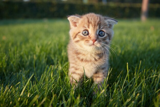 un petit chaton rouge dans l'herbe verte est assis et regarde dans la direction du photographe