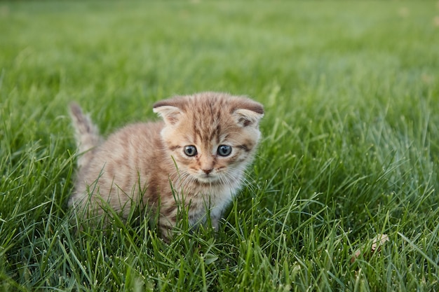 Un petit chaton rouge dans l'herbe verte luxuriante est assis et regarde la caméra et joue dans l'herbe au premier plan flou