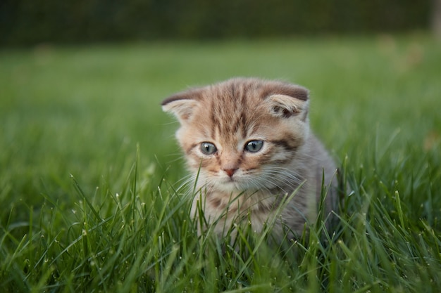 Un petit chaton rouge dans l'herbe verte luxuriante est assis et regarde la caméra et joue dans l'herbe