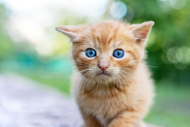 Petit chaton rouge dans le jardin sur un arrière-plan flou Chaton effrayé avec les oreilles enfoncées