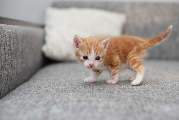 Le petit chaton rouge mignon se tient sur le divan