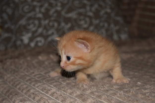 Le petit chaton rouge pelucheux joue sur le divan