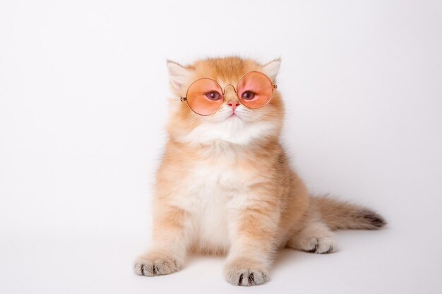 Un petit chaton rouge pelucheux mignon drôle de race britannique dans des lunettes de soleil se repose sur un fond blanc